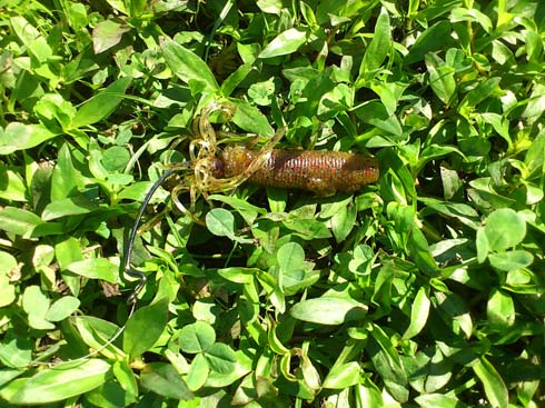 f:id:puchitenshi:20150915010752j:image f:id:puchitenshi:20150915010752j:image