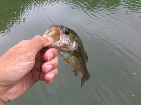 f:id:puchitenshi:20150917013013j:image f:id:puchitenshi:20150917013013j:image