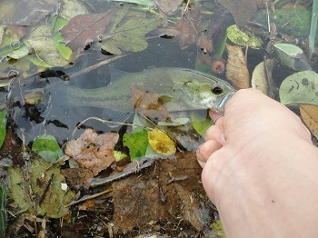 f:id:puchitenshi:20150917013027j:image f:id:puchitenshi:20150917013027j:image