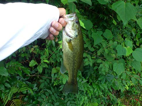 f:id:puchitenshi:20151001235504j:image