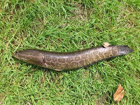 f:id:puchitenshi:20151001235525j:image