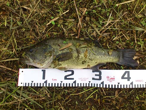 f:id:puchitenshi:20151012204133j:image