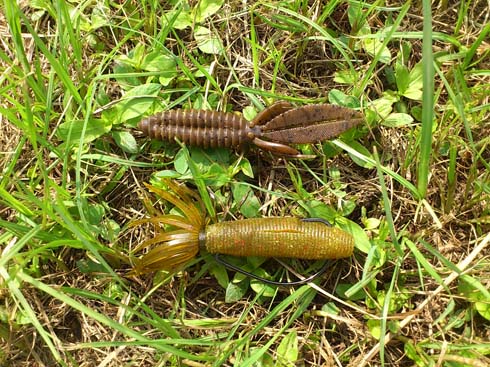 f:id:puchitenshi:20151012204248j:image