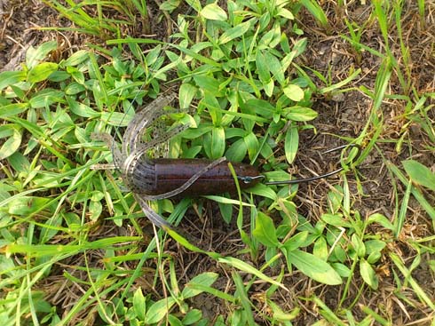 f:id:puchitenshi:20151019034227j:image