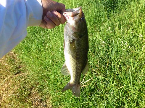 f:id:puchitenshi:20151023185417j:image