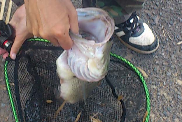 f:id:puchitenshi:20151027010747j:image