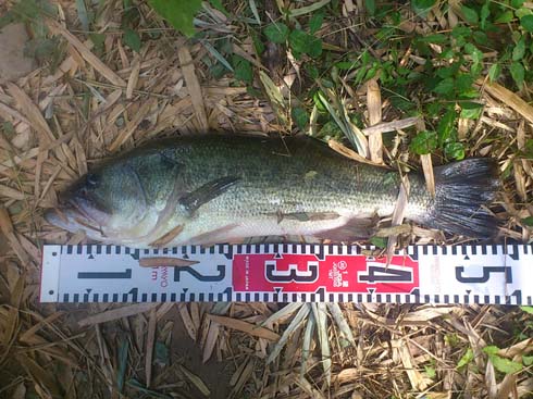 f:id:puchitenshi:20151027010757j:image