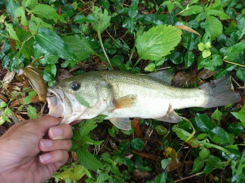 f:id:puchitenshi:20151105005916j:image f:id:puchitenshi:20151105005916j:image