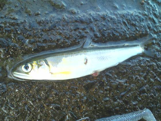 f:id:puchitenshi:20151216192036j:image