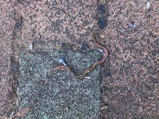 f:id:puchitenshi:20151229233910j:image