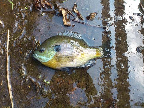 f:id:puchitenshi:20151229233950j:image