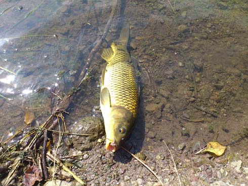 f:id:puchitenshi:20151229234035j:image