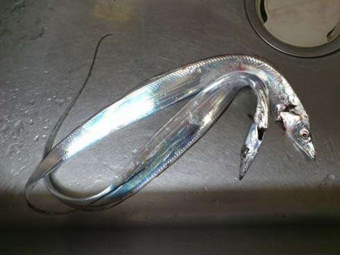 f:id:puchitenshi:20160106182030j:image f:id:puchitenshi:20160106182030j:image