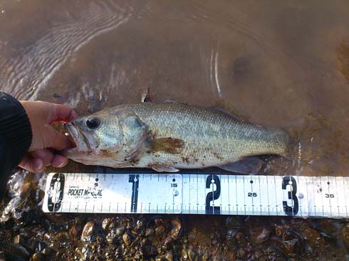 f:id:puchitenshi:20160110212512j:image