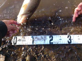 f:id:puchitenshi:20160110212527j:image