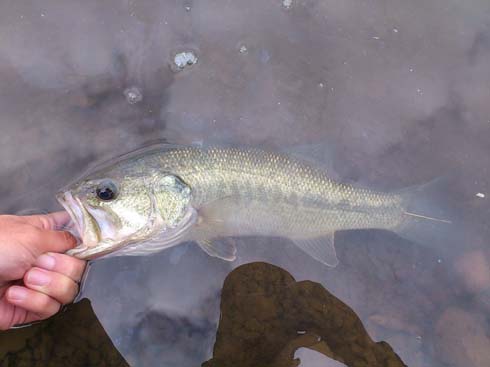 f:id:puchitenshi:20160110212633j:image