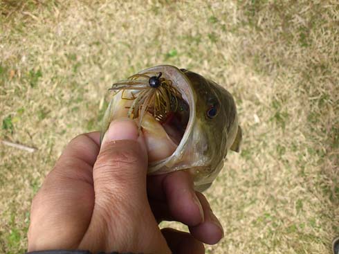 f:id:puchitenshi:20160331020510j:image f:id:puchitenshi:20160331020510j:image