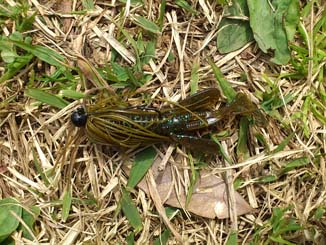 f:id:puchitenshi:20160331020520j:image f:id:puchitenshi:20160331020520j:image