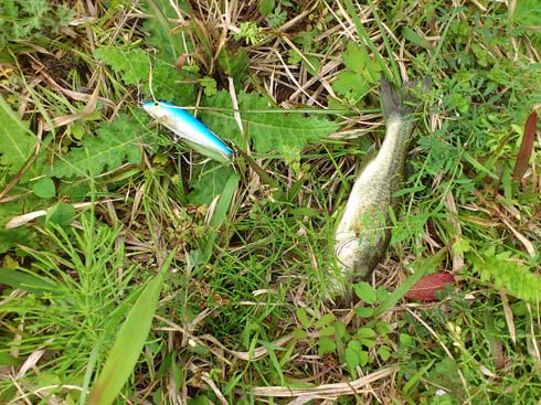 f:id:puchitenshi:20160423224005j:image f:id:puchitenshi:20160423224005j:image