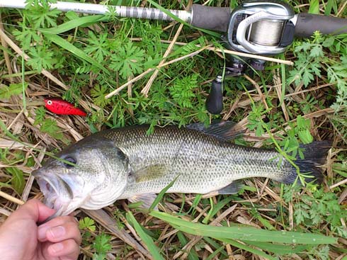 f:id:puchitenshi:20160423224057j:image f:id:puchitenshi:20160423224057j:image