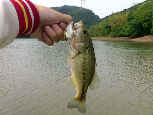 f:id:puchitenshi:20160523045712j:image