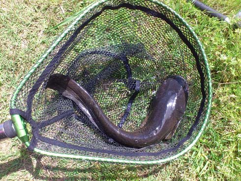 f:id:puchitenshi:20160608095833j:image f:id:puchitenshi:20160608095833j:image