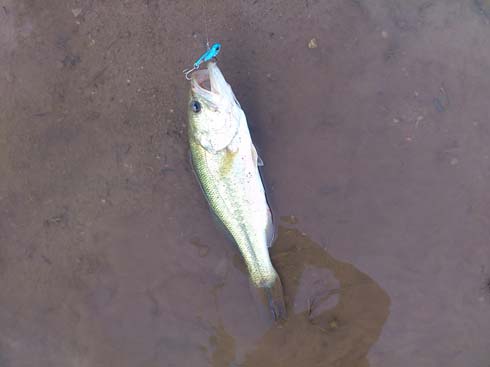 f:id:puchitenshi:20160608100018j:image f:id:puchitenshi:20160608100018j:image