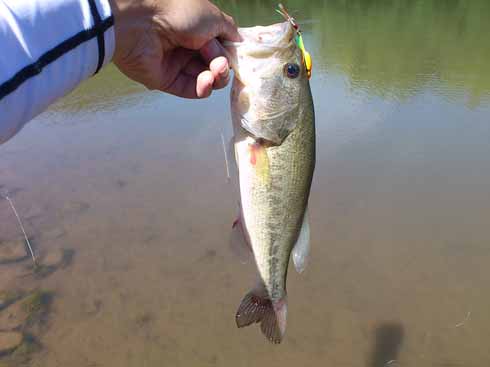 f:id:puchitenshi:20160623232224j:image f:id:puchitenshi:20160623232224j:image