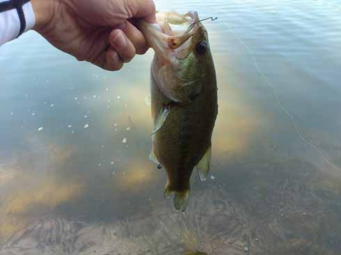 f:id:puchitenshi:20160623232241j:image f:id:puchitenshi:20160623232241j:image