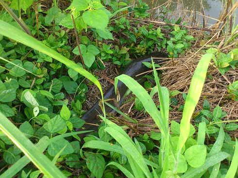 f:id:puchitenshi:20160708233720j:image f:id:puchitenshi:20160708233720j:image