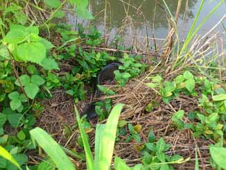 f:id:puchitenshi:20160708233730j:image f:id:puchitenshi:20160708233730j:image