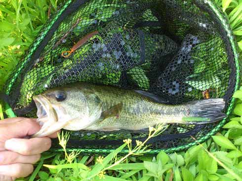 f:id:puchitenshi:20160708233751j:image f:id:puchitenshi:20160708233751j:image