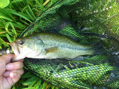 f:id:puchitenshi:20160708233802j:image f:id:puchitenshi:20160708233802j:image