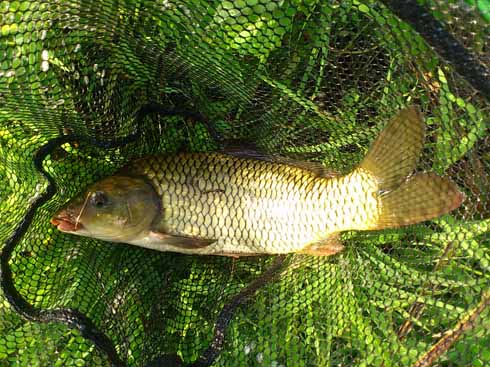 f:id:puchitenshi:20160708233812j:image f:id:puchitenshi:20160708233812j:image