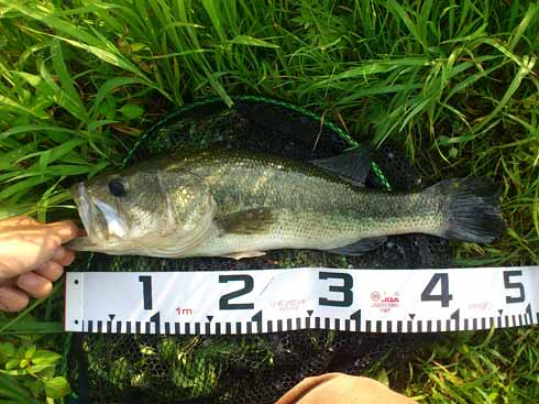 f:id:puchitenshi:20160708233834j:image f:id:puchitenshi:20160708233834j:image