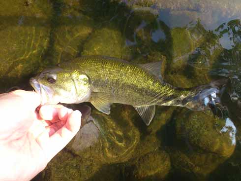 f:id:puchitenshi:20160708233847j:image f:id:puchitenshi:20160708233847j:image