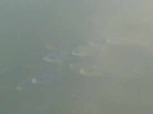 f:id:puchitenshi:20160708233915j:image f:id:puchitenshi:20160708233915j:image