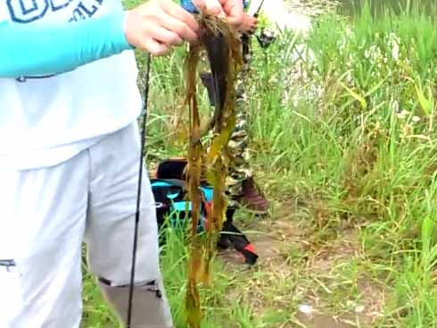 f:id:puchitenshi:20160714002659j:image