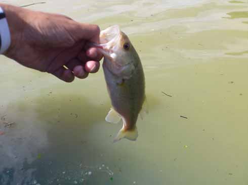 f:id:puchitenshi:20160714002818j:image