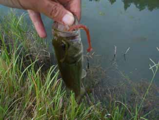 f:id:puchitenshi:20160714003218j:image