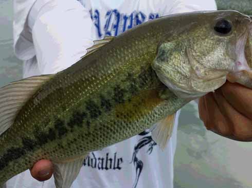 f:id:puchitenshi:20160719084350j:image f:id:puchitenshi:20160719084350j:image