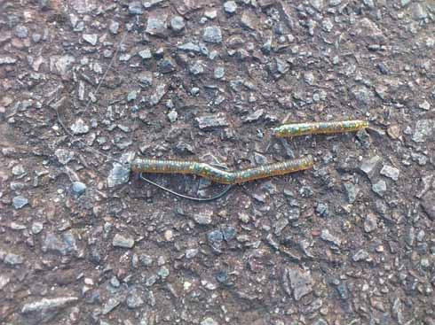 f:id:puchitenshi:20160719084502j:image f:id:puchitenshi:20160719084502j:image