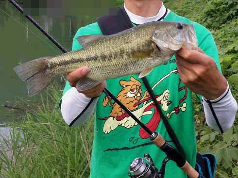 f:id:puchitenshi:20160719084523j:image f:id:puchitenshi:20160719084523j:image