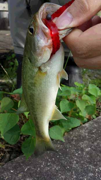 f:id:puchitenshi:20160719084548j:image f:id:puchitenshi:20160719084548j:image