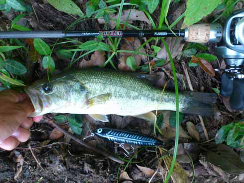 f:id:puchitenshi:20160804213500j:image