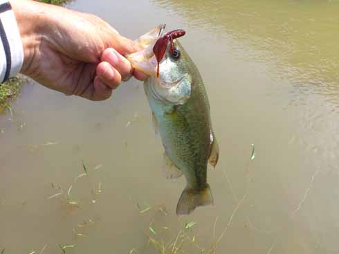 f:id:puchitenshi:20160804213632j:image