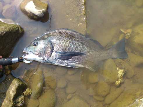 f:id:puchitenshi:20160813090908j:image f:id:puchitenshi:20160813090908j:image