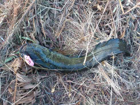 f:id:puchitenshi:20160818203949j:image