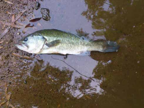 f:id:puchitenshi:20160828131209j:image f:id:puchitenshi:20160828131209j:image