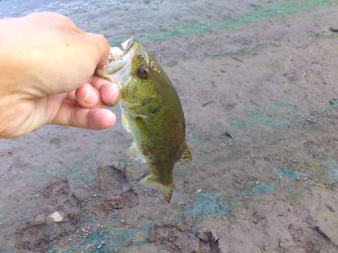 f:id:puchitenshi:20160828131221j:image f:id:puchitenshi:20160828131221j:image